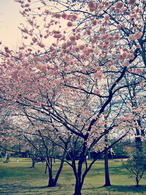 パリにも桜　その１！