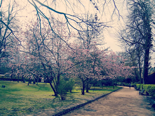 リュクサンブール公園の桜
